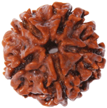 Five Faced Rudraksha ( 5 Mukhi ) of premium quality