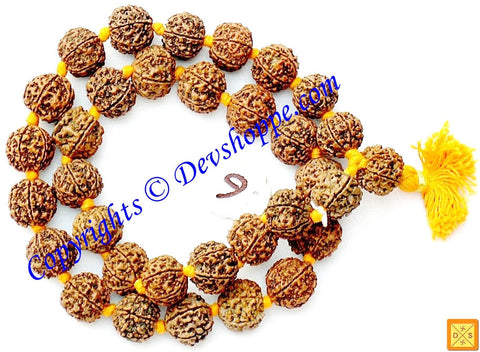 Giant sized Six faced Rudraksha mala of 32+1 beads