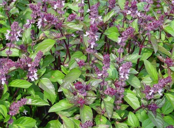 Cinnamon Basil Ocimum Basilicum 50 Seeds pack Surplus Factory