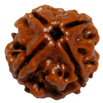 Four Faced Rudraksha ( Char Mukhi ) of premium quality