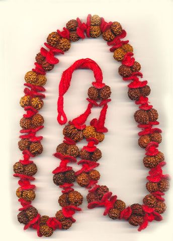 Gauri Shankar Rudraksha Mala ( kantha ) of 32+1 Hand Picked Beads