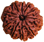 Ten Faced Rudraksha (10 Mukhi) of Premium Quality