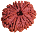 Eleven Faced Rudraksha ( 11 Mukhi ) of Premium Quality