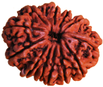 Twelve Faced Rudraksha ( 12 Mukhi ) of Premium Quality