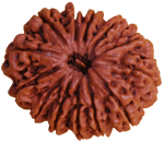 Thirteen Faced Rudraksha ( 13 Mukhi ) of Premium Quality