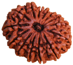 Fourteen Faced Rudraksha (14 Mukhi) of Premium Quality