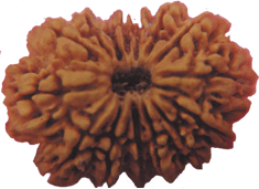 Fifteen Faced Rudraksha (15 mukhi) Bead of Premium Quality