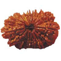 Sixteen Faced Rudraksha (16 Mukhi) of Premium Quality