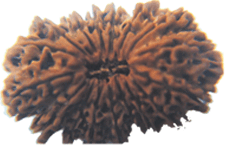 Seventeen Faced Rudraksha (17 Mukhi) of Premium Quality