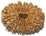 Eighteen Faced Rudraksha (18 Mukhi) of Premium Quality