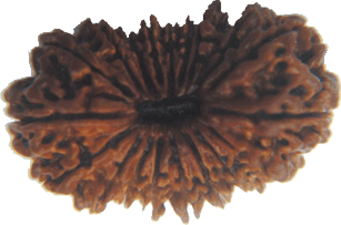 Nineteen Faced Rudraksha (19 Mukhi) of Premium Quality