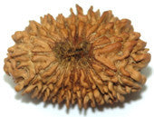 Twenty Faced Rudraksha ( 20 Mukhi ) of premium quality