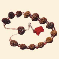 Rudraksha Siddha Mala 2-14 Mukhi Beads + Gauri Shankar Rudraksha ~ Lab Certified beads