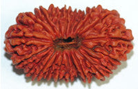 Twenty One Faced Rudraksha (21 Mukhi),Highly Rare Rudraksha