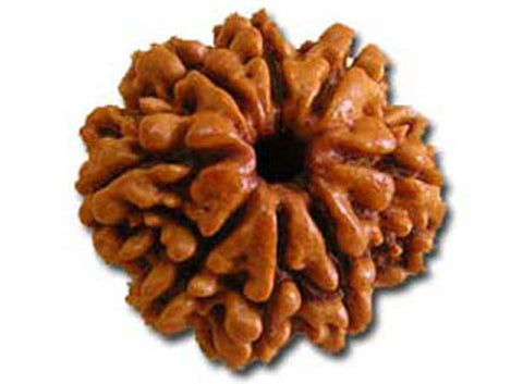 Eight Faced Rudraksha ( 8 Mukhi ) of premium quality