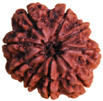 Nine Faced Rudraksha ( 9 Mukhi ) of premium quality