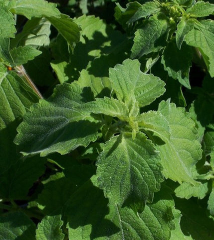 Clove Basil (Vana Tulsi) Ocimum Basilicum Herb Flower Seeds 50 Seeds