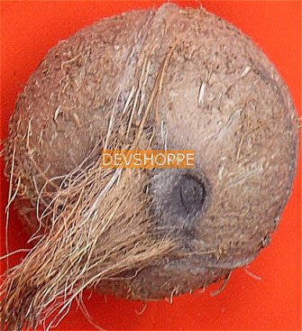 Ekakshi (One eyed) coconut for wealth and prosperity