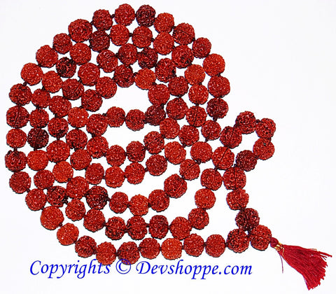 Five faced ( 5 mukhi) big sized Rudraksha beads mala 108+1 beads