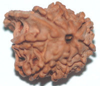 Ganesh Rudraksha of premium quality