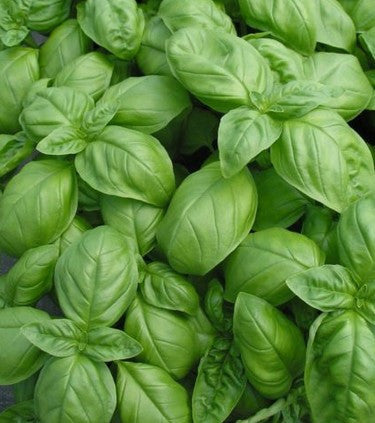 Sweet Genovese Basil Herb Seeds 50 Seeds