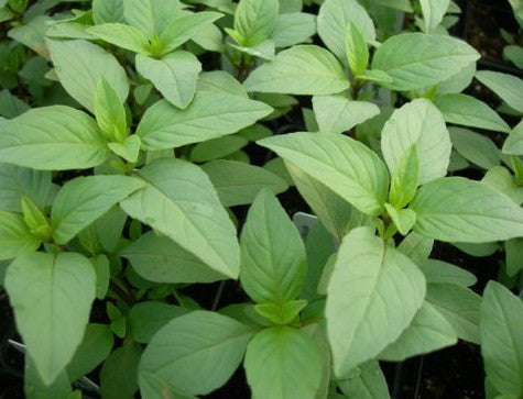 Lime Basil Herb , Pack of 20 Seeds