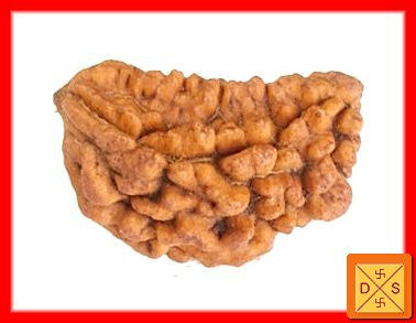 One Faced Rudraksha Bead