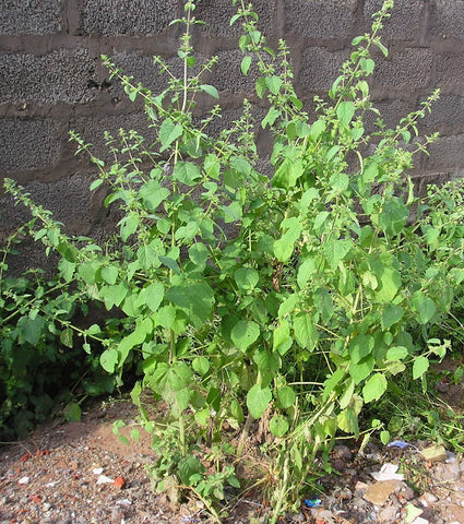 Rama Tulsi Holy Basil 50 Seeds pack