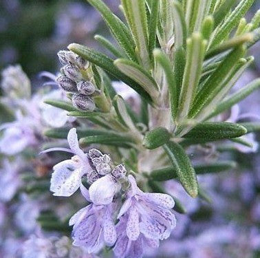 Rosemary Herb Rosemarinus officinalis Seeds 20 Seeds