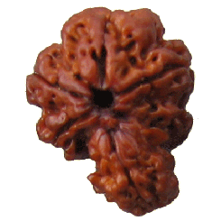 Savar Rudraksha from Nepal