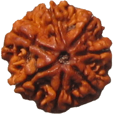 Seven Faced Rudraksha ( 7 Mukhi ) of premium quality