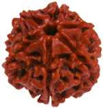 Six Faced Rudraksha (6 Mukhi) of premium quality