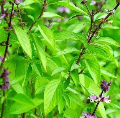 Thai Basil herb Organic 100 seeds